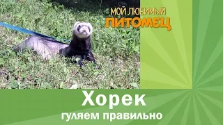 Как гулять с хорьком на поводке?