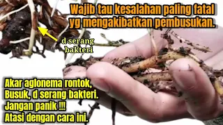 Cara mudah mengatasi akar aglonema busuk // Penyebab akar aglonema busuk.