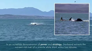 Killer Whale vs White Shark: New Study Reveals Astonishing Predation Tactics