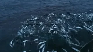 We catch vendace with a seine net