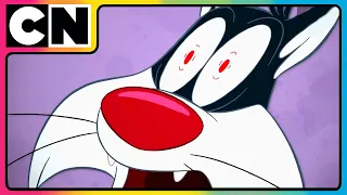 THE LOONEY TUNES SHOW | Cats and Laser Pointers| Cartoon Network