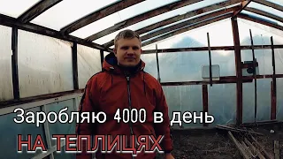 Секрети Тепличного Бізнесу на Поліссі...Продаж розсади Помідорів,Перцю і Капусти