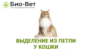 Выделение из Петли у Кошки // Сеть Ветклиник БИО-ВЕТ