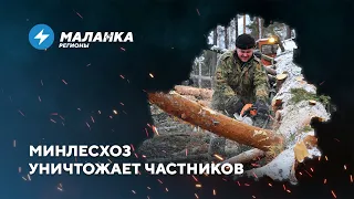 Частная деревообработка под угрозой / Уничтожение беларусского в школах // Новости регионов