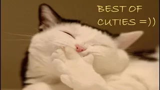 funny cats 2017 - CATS will make you LAUGH YOUR HEAD OFF - cat fail