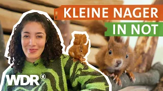 Wie man Eichhörnchen in Not helfen kann | neuneinhalb | WDR