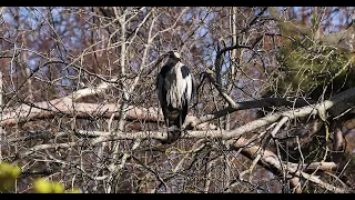 Heron Poo