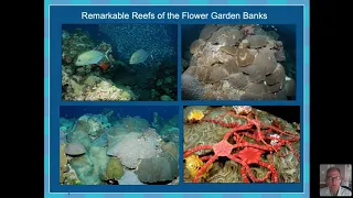 Our Amazing Oceans Webinar Series, Part 2: Coral in the Gulf