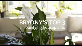 Bryony's top 3 air purifying houseplants | Grow at Home | Royal Horticultural Society