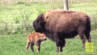 New Baby Bison at Wolf Park