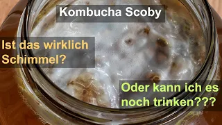 Gefährlichen Schimmel bei Kombucha erkennen | Vorsicht Gesundheitsgefahr | Diese Regeln beachten