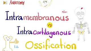 Intramembranous vs Intracartilagenous Ossification 🦴 | Anatomy Series