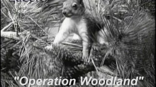 Lassie - Episode #319 - "Operation Woodland" Season 9, Ep. 28 - 04/21/1963