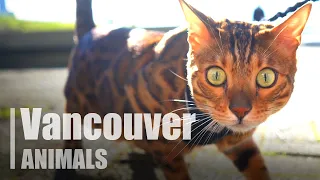 Animals of Vancouver | British Columbia | Canada 🇨🇦