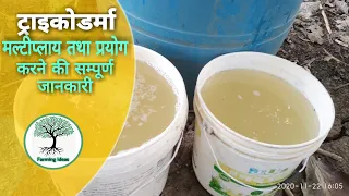 ट्राइकोडर्मा मल्टीप्लाय तथा प्रयोग करने की सम्पूर्ण बिधि How to multiply liquid trichoderma viride