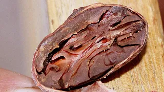 Fermentado y Secado de Cacao