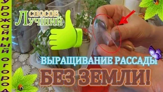 ОТЛИЧНЫЙ СПОСОБ ВЫРАЩИВАНИЯ РАССАДЫ!!! БЕЗ ЗЕМЛИ!