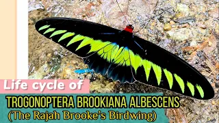 Butterfly lifecycle of Trogonoptera brookiana (The Rajah Brooke’s Birdwing)#RajahBrookesBirdwing#蝴蝶