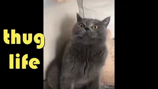 Anti Anxiety Stress Reliever Super Cute Funny Cat Videos