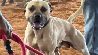 American Pitbull Terrier ADBA Dog Show Poplarville MS Champion males Part 1 2023