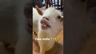 #funny #goat #goats #like #youtubeshorts #smile