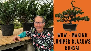 How to make Simple Bonsai from Juniper Blaauws