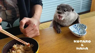 Otters Eating Pearl Meat with Dad