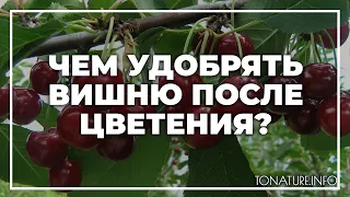 Чем удобрять вишню после цветения? | toNature.Info