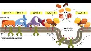 Транспорт в клетку из плазматической мембраны: эндоцитоз