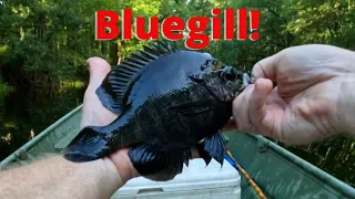 River Fishing For PANFISH and BIG Bluegill Bream!! (Catch Clean Cook)!!