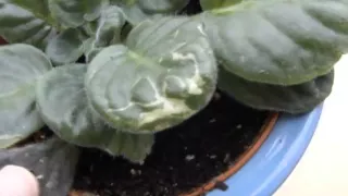 WATERING AFRICAN VIOLETS: common mistakes and , HOW TO GET A SHOWY DISPLAY OF FLOWERS.