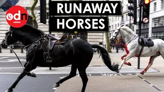 Shocking Moment ‘Blood-Covered’ Horses Run Rampage in Central London