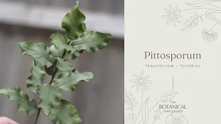 Gumpaste Pittosporum Tenuifolium Sugar Foliage Tutorial (Gumpaste / Flower Paste)