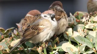 A Little Sparrow Gets in the Branch