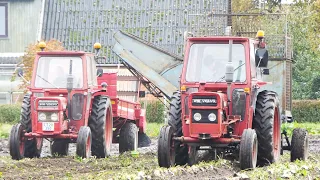 Volvo BM 430 in the field harvesting sugarbeets w/ Rational Beet Harvester | Beet Season 2022