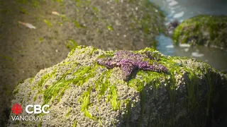 Record-low tides give glimpses of the ocean floor