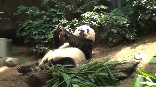 Панды Оушен парк Гон Конг. Ocean Park Hong Kong Pandas
