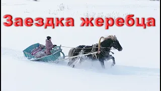 Заездка жеребца. Особенности подготовки, как избежать неприятностей. Конь Яхонт упряжник!