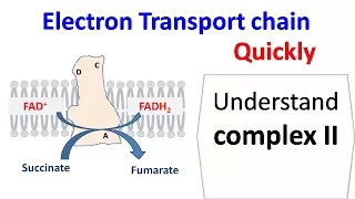 Succinate dehydrogenase (complex 2 of ETC)