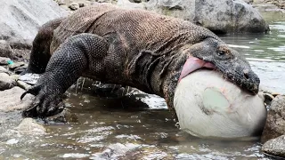 The Most Ferocious Animal When It Eats Its Prey [Komodo Dragon Swallows a Large Goat]