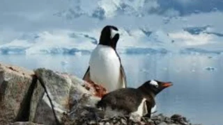 Heartbreaking! Ultimate Penguin Sacrifice - Life in the Freezer