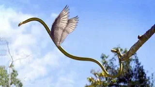 You will not believe Your Eyes. These snakes know how to fly