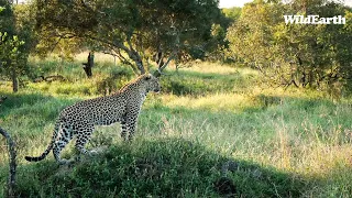 SafariLIVE Sunset Safari - 20 April 2024