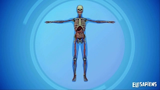 THE SYSTEMS OF THE HUMAN BODY
