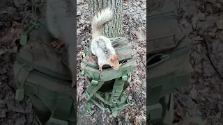 Честная белка не стала брать орехи из рюкзака / About an honest squirrel