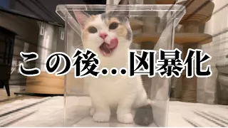 ♡《まさかの展開》いきなり凶暴化する子猫がこちらです【短足マンチカン＆ミヌエット】