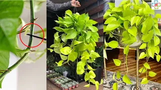 How to Prune Pothos So They Grow More ||  Pothos Pruning Tips