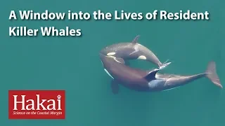 A Window into the Lives of Resident Killer Whales