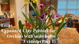 Leca Expanded Clay Pebbles for Orchids with Pseudobulbs 3 videos (Part 1)