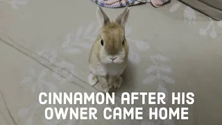 Cinnamon when owner returns home